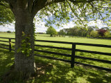 Thoroughbred Horse Raising, County Kildare, Ireland