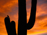 Saguaro Cactus and Wren, Sonoran Desert, Arizona, USA