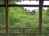 Buy Fresh Green in Frame, Kyoto, Japan at AllPosters.com