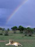 Lioness Resting Under Rainbow, Masai Mara Game Reserve, Kenya