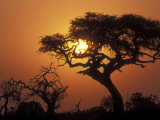 Buy Silhouetted Trees near Water Hole, Savuti Marsh, Chobe National Park, Botswana at AllPosters.com