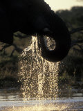 Elephant at Water Hole, Savuti Marsh, Chobe National Park, Botswana