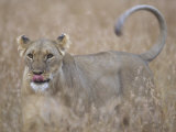 Lioness in Tall Grass on Savanna, Masai Mara Game Reserve, Kenya