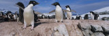 Adelie Penguins With Young Chicks, Lemaire Channel, Petermann Island, Antarctica