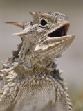 Texas Horned Lizard, Rio Grande Valley, Texas, USA