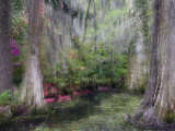 Azaleas and Cypress Trees in Magnolia Gardens, South Carolina, USA