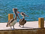 Buy Brown Pelican at AllPosters.com