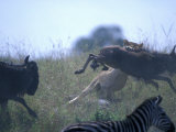 Lioness Leaps to Catch Wildebeest Calf, Masai Mara Game Reserve, Kenya