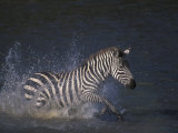 Plains Zebras Splash Through Mara River, Masai Mara Game Reserve, Kenya