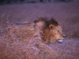 Lion Walking Through Tall Grass, Masai Mara Game Reserve, Kenya