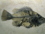 Buy Fish Fossil, Wyoming, USA at AllPosters.com