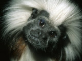 Buy Cotton-Top Tamarin, Colombia at AllPosters.com