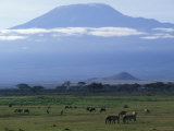 Buy Zebra and Wildebeest under Mt. Kilimanjaro, Amboseli National Park, Kenya at AllPosters.com