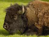 Buy American Bison, Yellowstone National Park, Wyoming, USA at AllPosters.com
