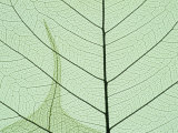 Buy Peepal Leaf Detail, Popular Medicinal Plant, India at AllPosters.com