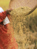 Villagers Harvest Rice, Ubud, Bali, Indonesia