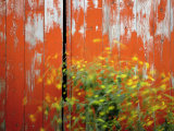 Buy Wild Mustard Plant Against Old Red Barn, Wallowa County, Oregon, USA at AllPosters.com