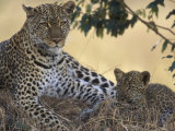 Leopard and Cub Resting, Masai Mara Game Reserve, Kenya