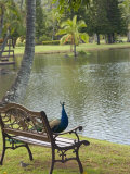 Peacock at the Smith Family Luau Garden Grounds, Kauai, Hawaii, USA