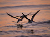 Black Skimmer, Fort Meyers, Florida, USA