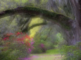 Moss-Laden Live Oak Tree, Magnolia Gardens, South Carolina, USA