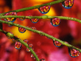 Buy Garden Flowers Reflecting in Dewdrops at AllPosters.com