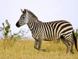 Zebras Herding in The Fields, Maasai Mara, Kenya