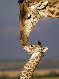 Giraffe, Masai Mara, Kenya