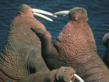 Buy Pacific Walrus Sparring, Round Island, Walrus Islands Sanctuary, Bristol Bay, Alaska, USA at AllPosters.com