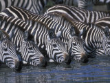 Plains Zebra Herd Drinking, Telek River, Masai Mara Game Reserve, Kenya