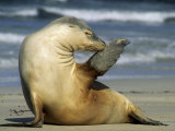 Buy Australian Sea Lion, Kangaroo Island, Australia at AllPosters.com