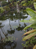 Garden With Koi, Kauai, Hawaii, USA