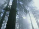 Buy Foggy Dawn in Lady Bird Grove, Del Norte County, Redwood National Park, California at AllPosters.com