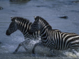 Plains Zebras Splash Through Mara River, Masai Mara Game Reserve, Kenya