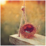 Swing and Nest