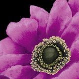 Brilliant Blooms II