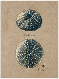Buy Vintage Linen Sea Urchin at AllPosters.com