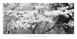 Blossom Tree