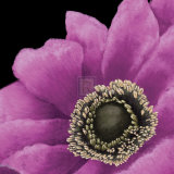 Brilliant Blooms II