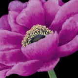 Buy Brilliant Blooms I at AllPosters.com