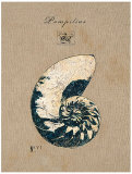 Vintage Linen Nautilus
