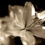 Buy Lily Glow II at AllPosters.com