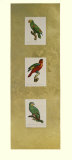 Parrot Panel I