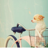Dog Gone