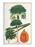 Buy Papau or Caica Papaya at AllPosters.com