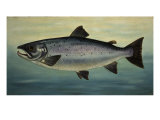Atlantic Salmon