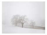 Buy White Fog No. 1 at AllPosters.com