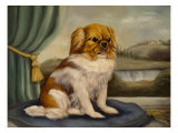 Pekinese