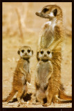 Buy Meerkats at AllPosters.com