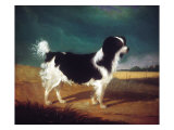 King Charles Spaniel